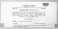 Epichloe typhina image